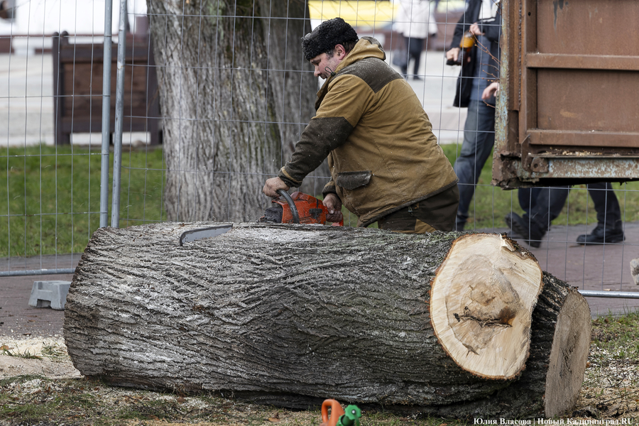 В мэрии намекнули, что епархия переусердствовала с обрезкой деревьев на площади Победы