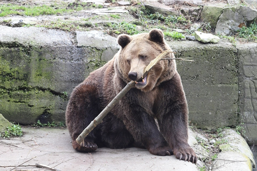 В калининградском зоопарке возобновляют показательные кормления медведей (фото)