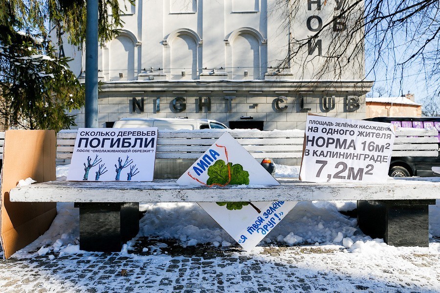 Экозащитники раскритиковали действия властей относительно вырубки деревьев 