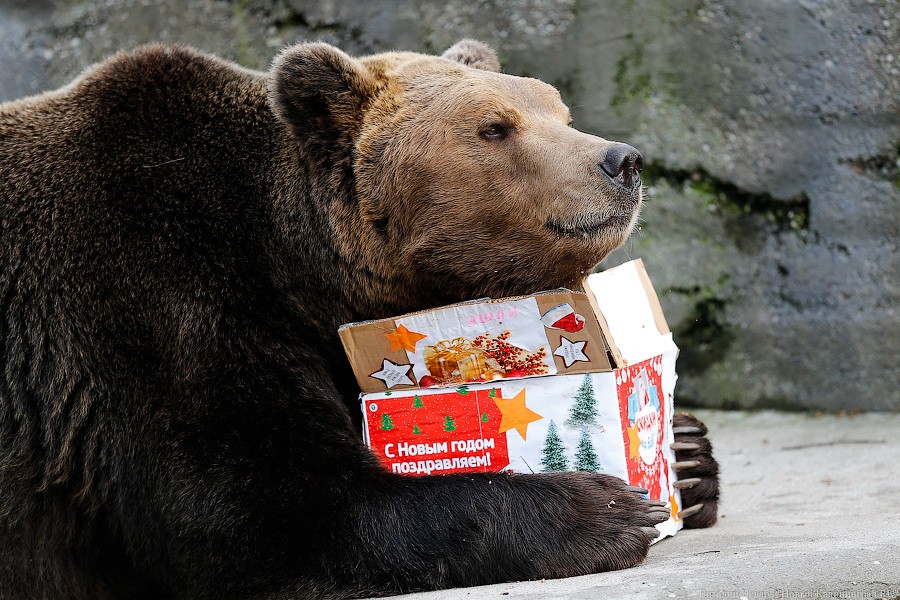 Подарки для зверей: как животных в зоопарке с Новым Годом поздравляли (фото)
