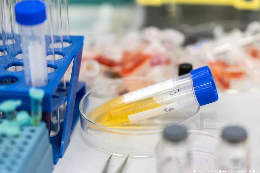 Учёные БФУ установили новый источник биовеществ для заживления ран