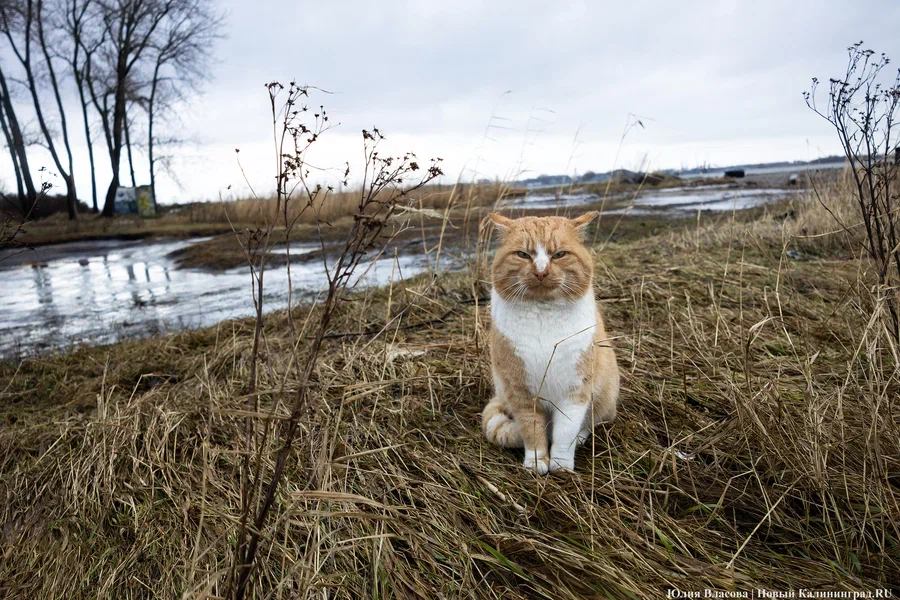 Погода в Калининградской области 26 ноября