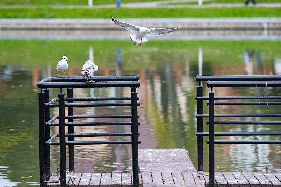 ИП Липова получила участок Верхнего озера в Калининграде за 29 рублей 22 копейки в год