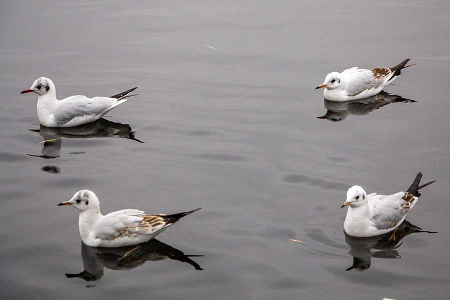 «В стороне от зимнего действа»: прогноз погоды в Калининграде на выходные