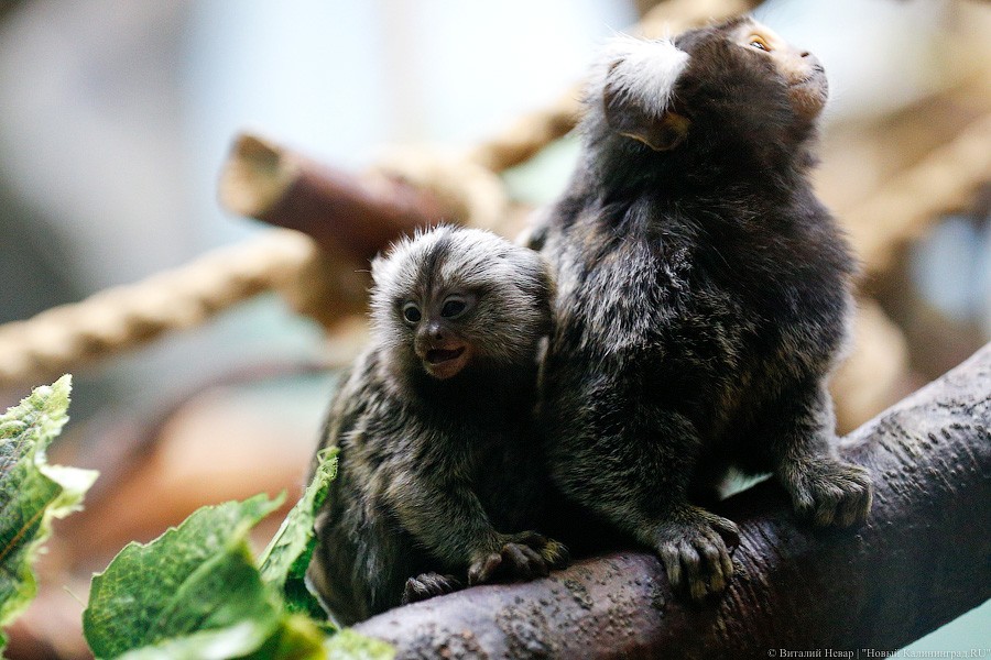 Само очарование: «фотосессия» семейства игрунок в Калининградском зоопарке 
