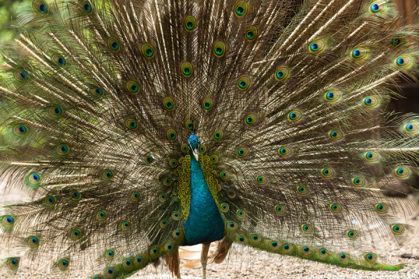 День птиц, фримаркет и группа «Комиссар»: афиша Калининграда на выходные