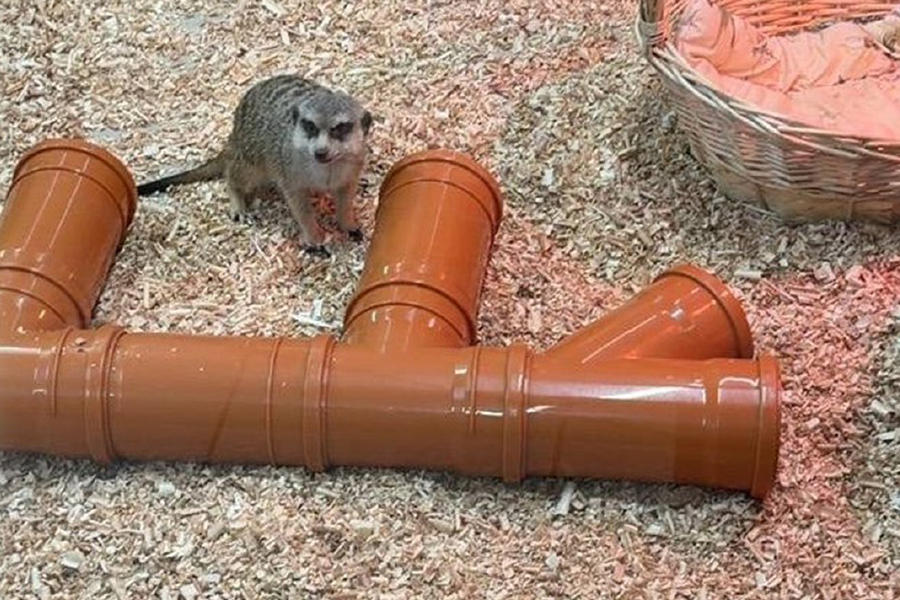 Россельхознадзор выдал лицензию частному зоопарку в Калининграде