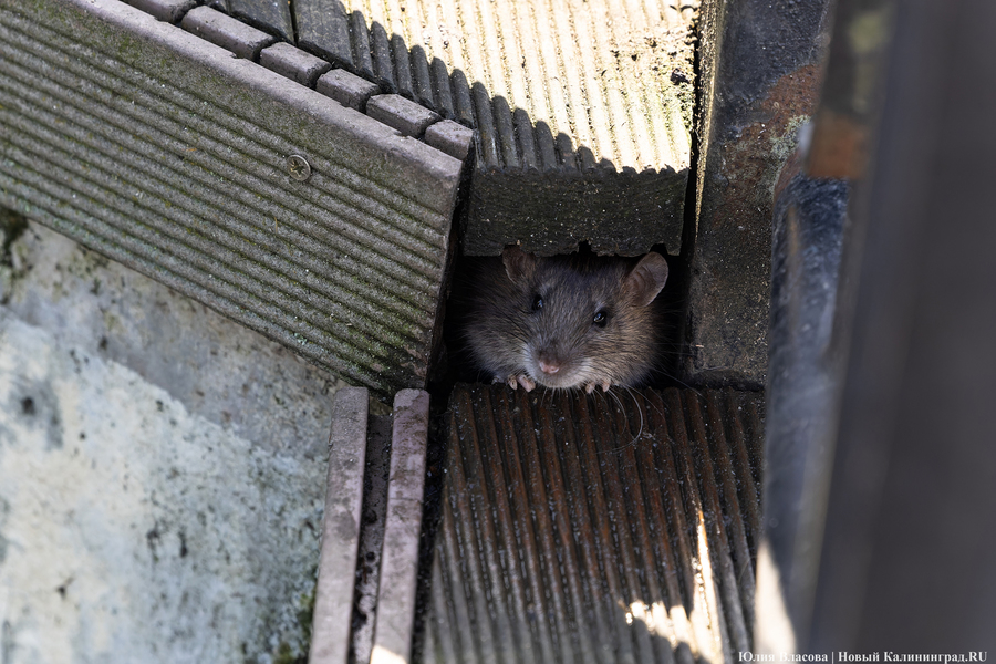 Горвласти выделили более 400 тыс. рублей на уничтожение грызунов в Калининграде