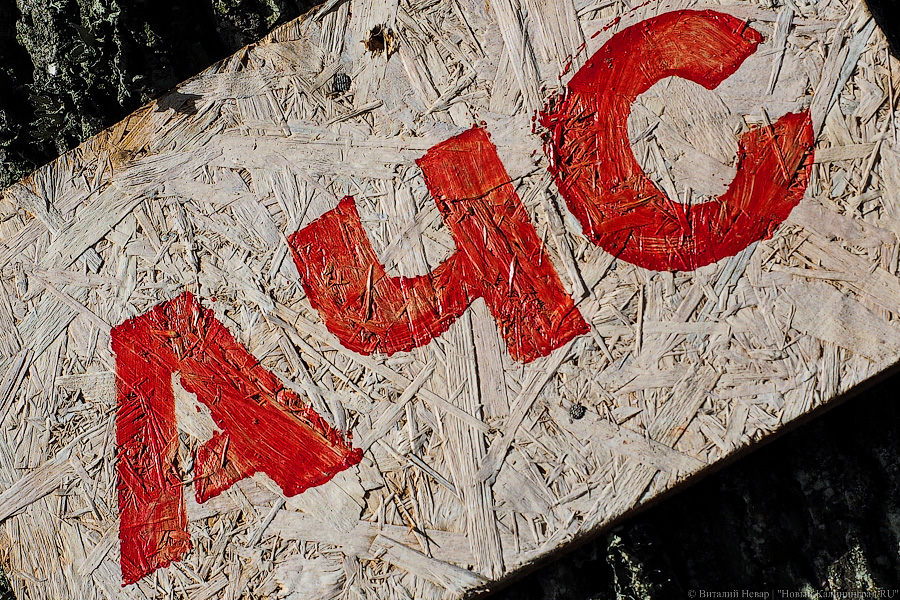 Власти назвали причину вспышки АЧС в Калининградской области