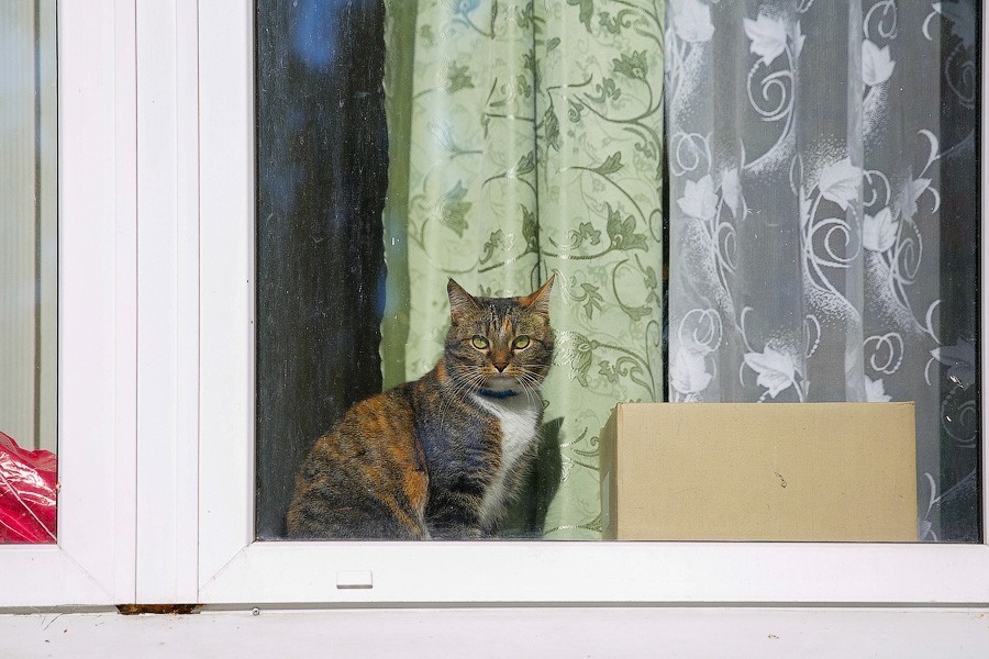 Шоу котов-гигантов и «котоболиты»: в Зеленоградске отпразднуют День кота