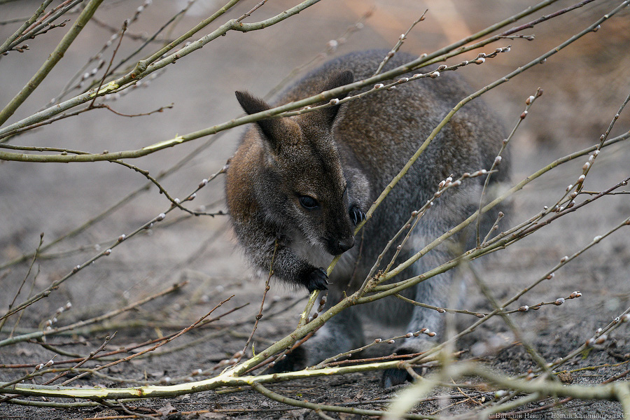 Калининградский зоопарк повышает цены на билеты