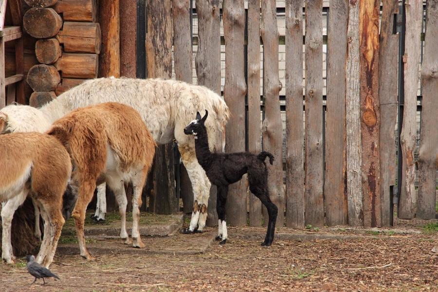 В жару в Калининградском зоопарке родилась лама