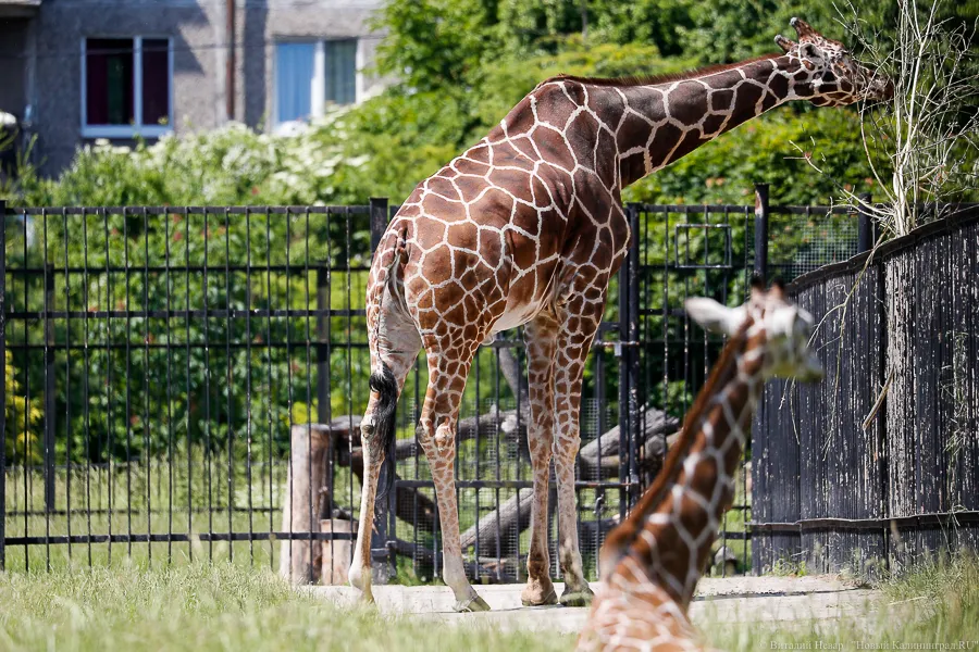 Калининградский зоопарк объявил о сокращении рабочего дня на час