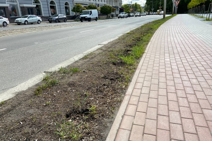 В Калининграде у входа на стадион «Балтика» выкопали рядовые посадки самшитов (фото)