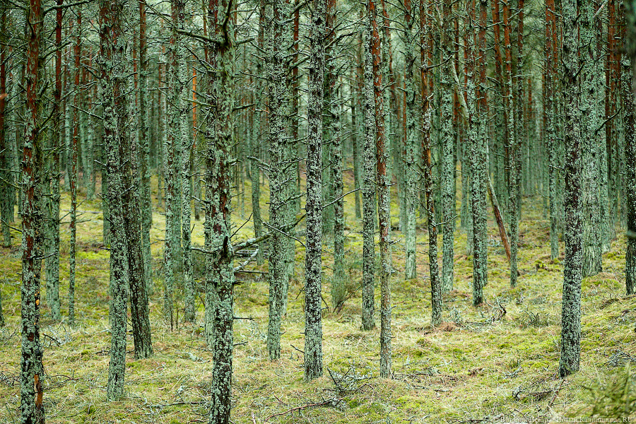 Анатолий Калина: глэмпингов на Куршской косе больше не будет