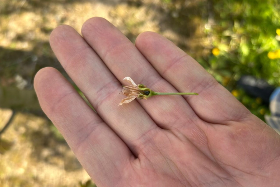 Минсельхоз: регион потеряет примерно половину урожая ягод и фруктов из-за морозов