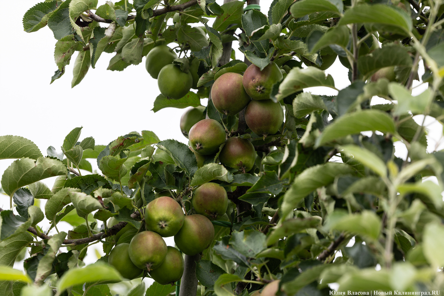 Эксперт о цене на яблоки в Калининграде: она вырастет, но не критично