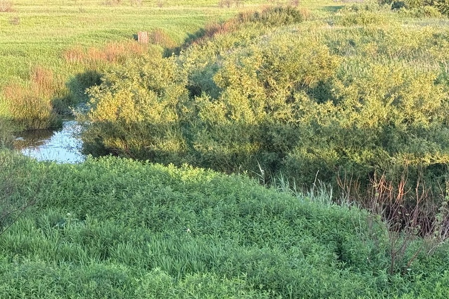 Прокуратура требует вернуть в госсобственность землю вдоль берега Тыльжи под Неманом