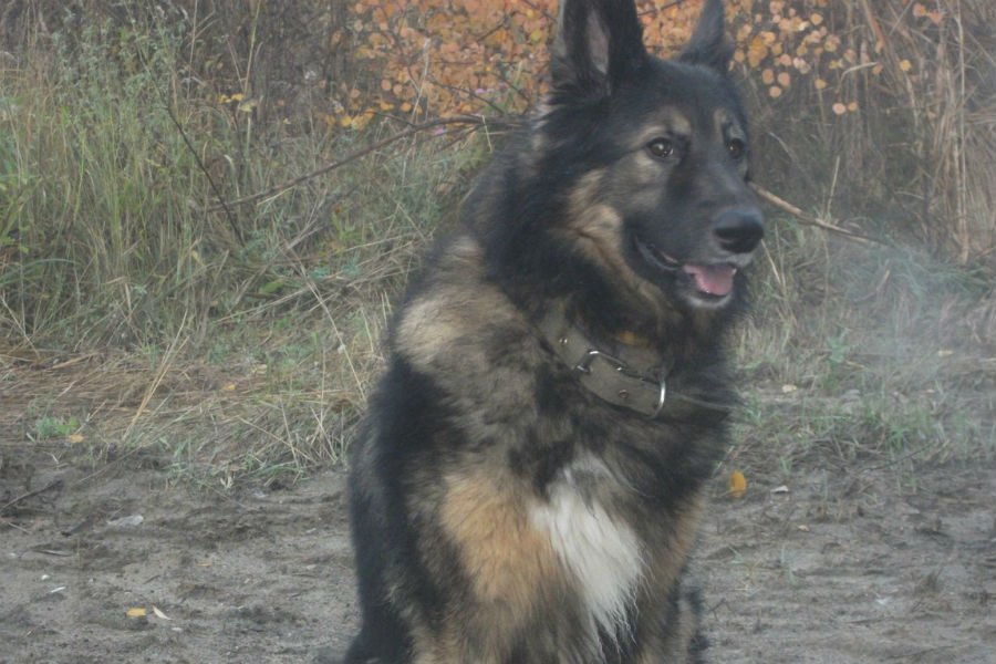 В Калининграде собаку убило током от фонарного столба (фото)