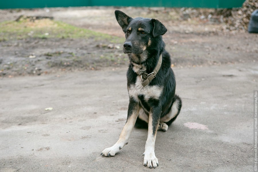 Калининградец заподозрил соседских собак в гибели 18 кур и расстрелял из ружья