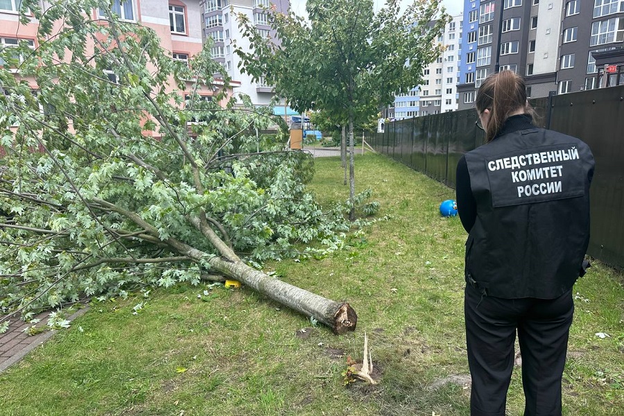 В Калининграде на территории детсада ребенка придавило ветками упавшего дерева