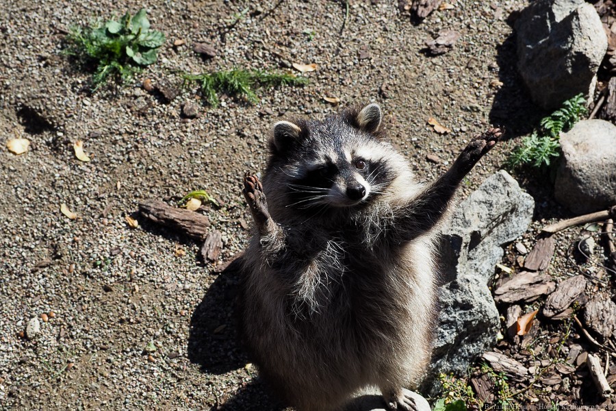 Калининградский зоопарк переходит на весенний режим работы 