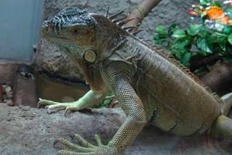 «Талисманом года» в зоопарке выбрали зеленую игуану