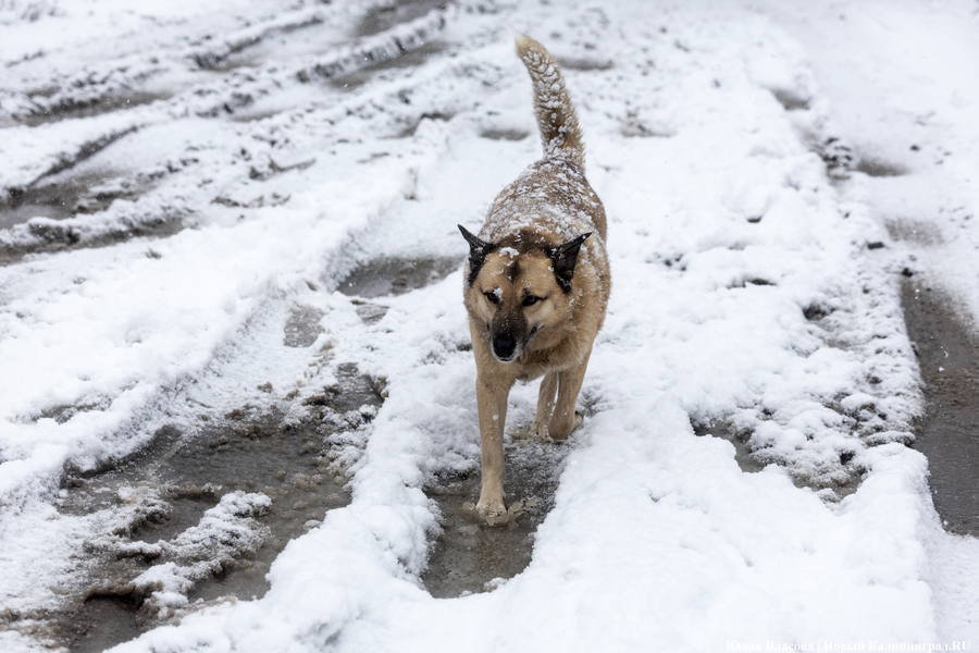 На пороге оттепели: погода в Калининградской области 10 февраля