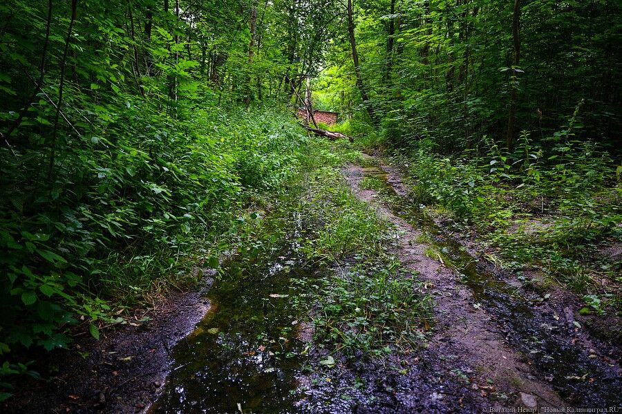 На территории Суздальского леса в Калининграде создали природный заказник