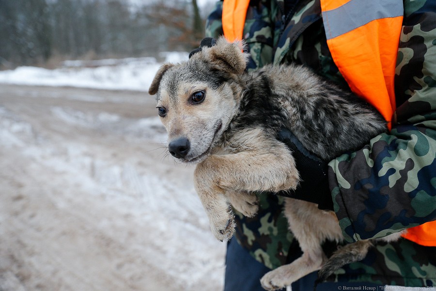 Опубликован список самых популярных у россиян пород собак 