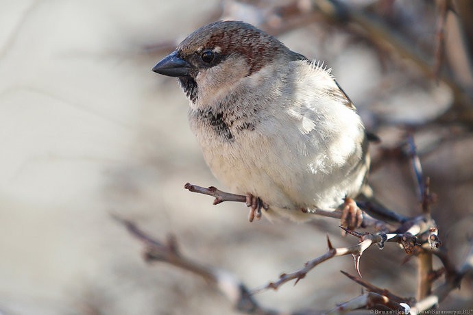 Союз охраны птиц просит жителей Калининграда посчитать соловьев