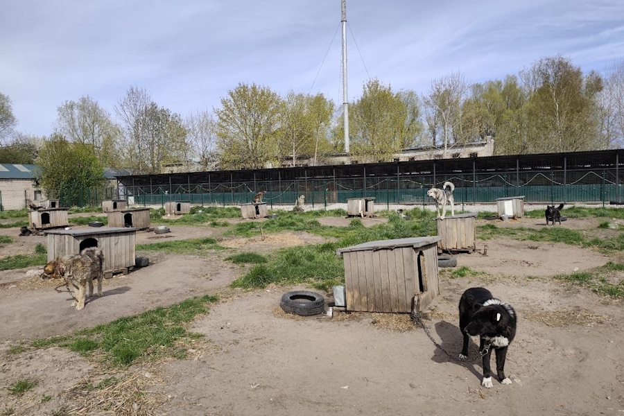 Артем Иванов объяснил, почему статистика смертности в ЦБЖ не публична