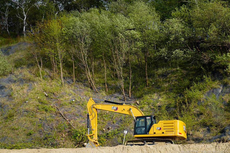 В Светлогорске разрешили вырубить 194 дерева у променада ради нового отеля и спа