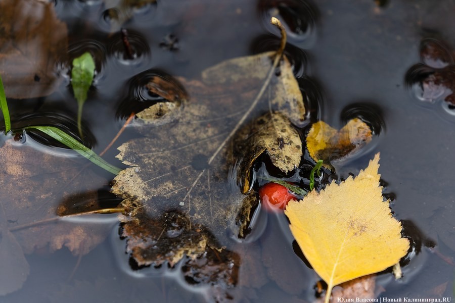 Заморозки и потепление до +17°C: прогноз погоды в Калининграде на неделю