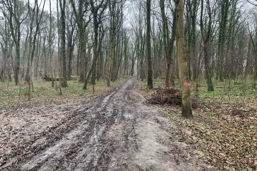 Власти объяснили, зачем пронумеровали деревья в калининградских парках (фото)