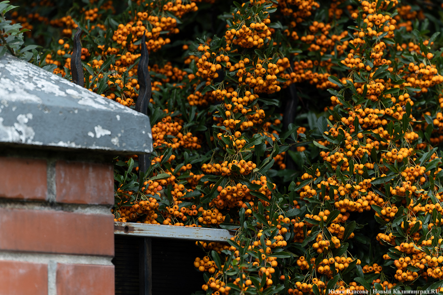 Прохладное начало и дождливое потепление: прогноз погоды в Калининграде