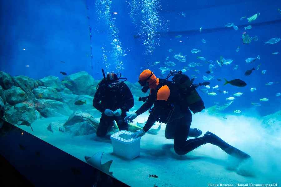 Беспрозванных предложил включить «Планету Океан» в список особо ценных объектов
