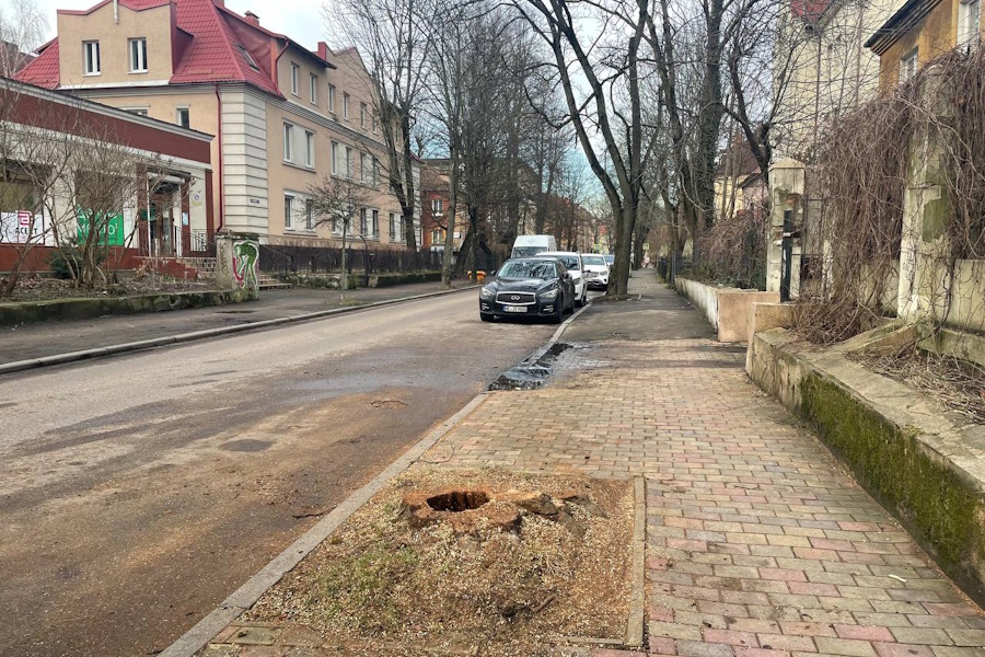 «Оголили полностью»: в администрации прокомментировали рубку на ул. Каменной (фото)