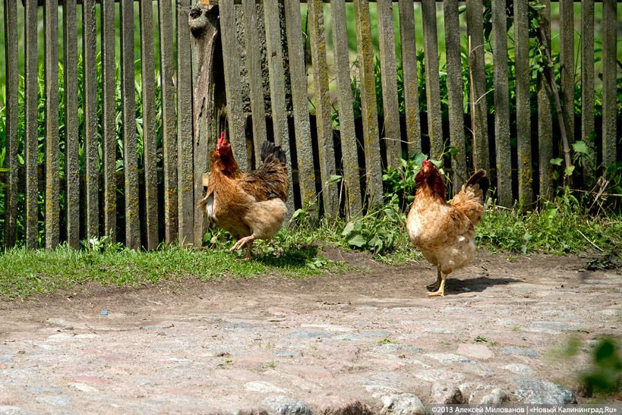 Депутаты предлагают продлить «дачную амнистию» до 2018 года