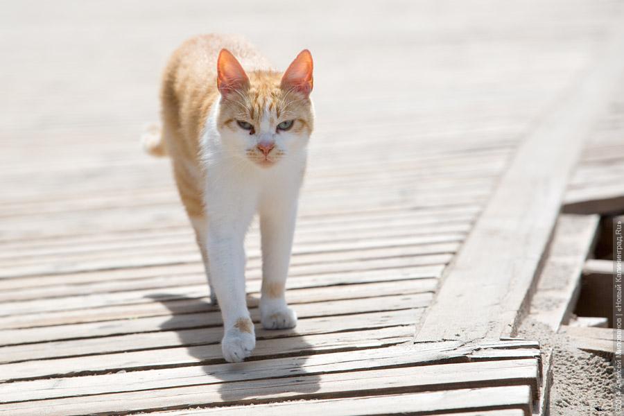 Хозяйка приюта для бездомных животных: кошка не должна гулять сама по себе