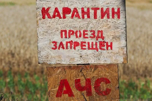 На предприятии под Полесском выявили очаг АЧС, власти готовятся к убою свиней