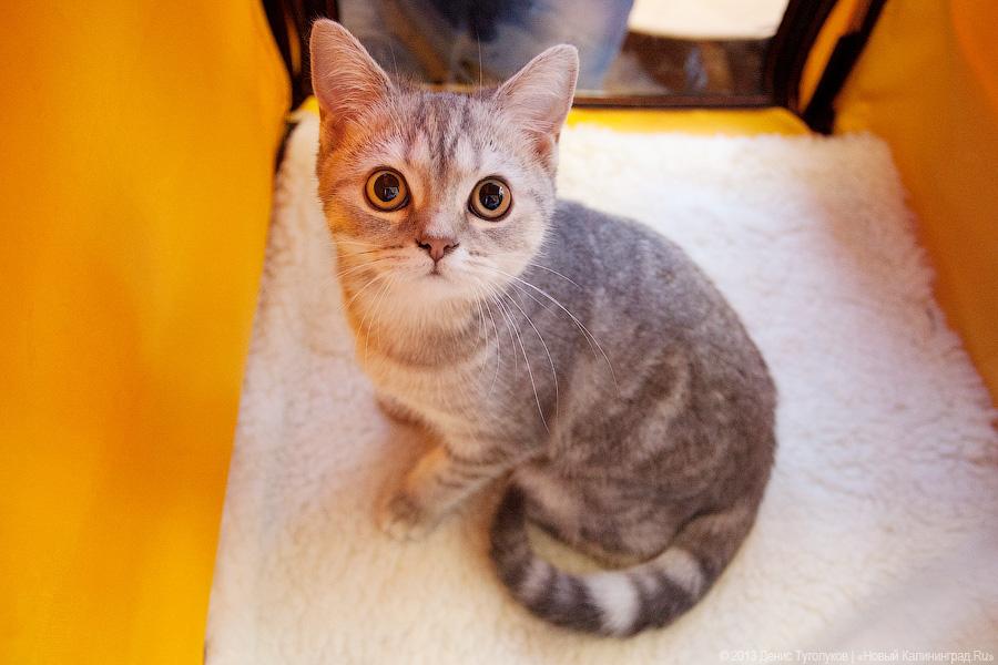 Домики для котиков в Зеленоградске обустраивают ковриками с подогревом