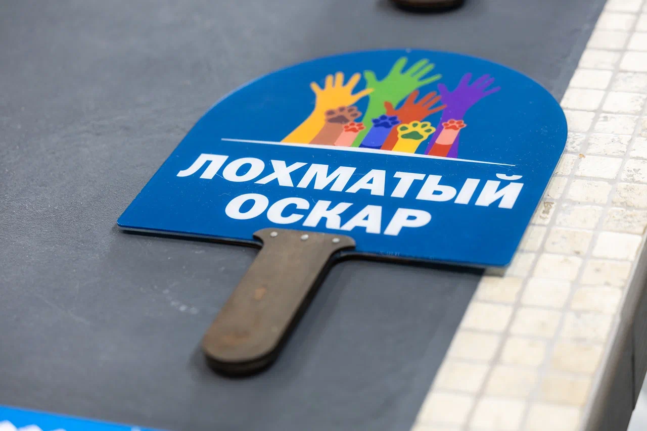 Две собаки и ветклиника из Калининграда претендуют на «Лохматый оскар»