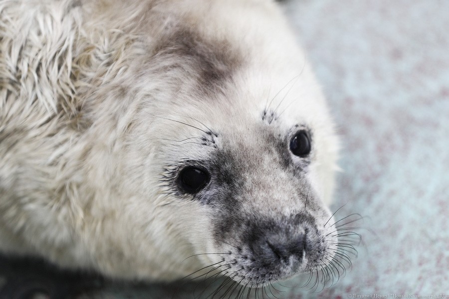 В Балтийске нашли раненого тюленёнка с крючком и леской во рту