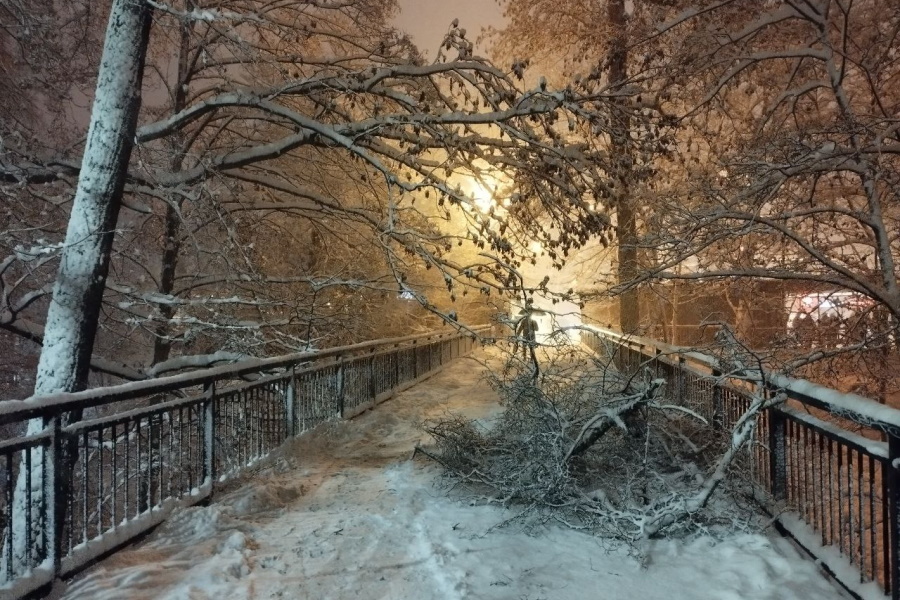 Перед зоопарком упавшая ветка перегородила пешеходный мост