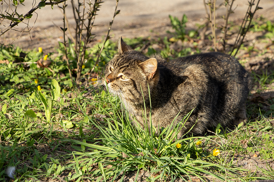 Небольшое потепление: прогноз погоды в Калининграде на выходные и далее