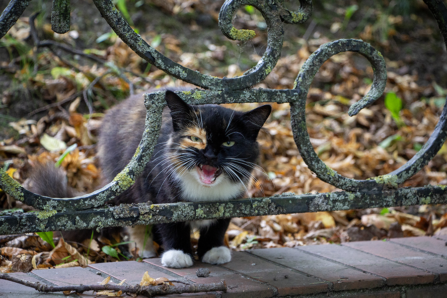 «Из октября в ноябрь»: в Калининградской области ожидается сильное похолодание