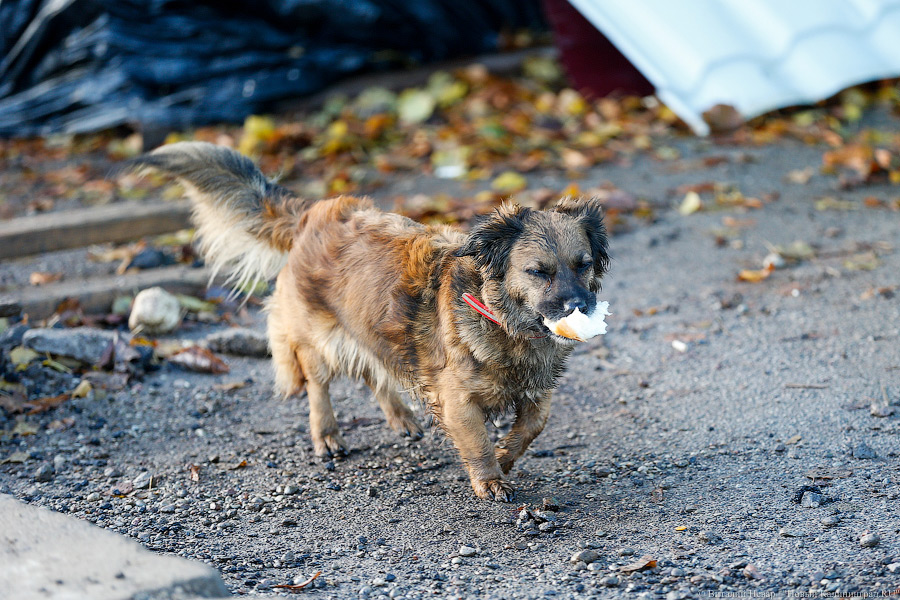 Путин подписал закон о штрафах хозяевам выброшенных на улицу животных  