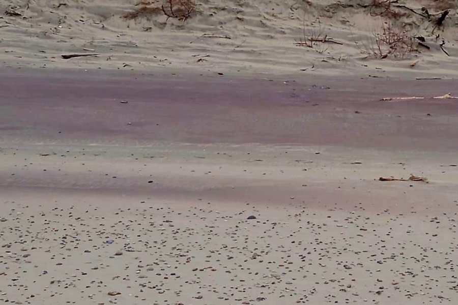 Песок на Куршской косе окрасился в розовый цвет (фото)