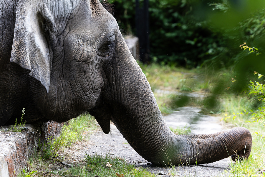 Зоопарк о ране слонихи Преголи: «Хорошеет с каждым днём»